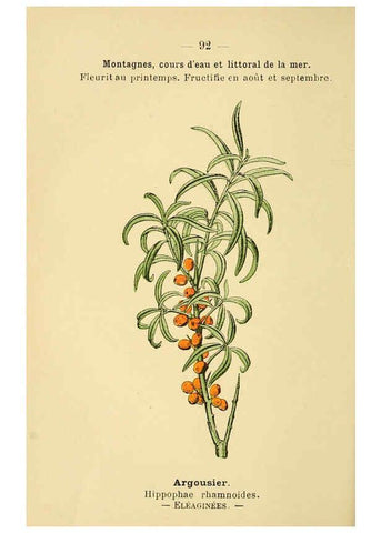 Reproducción/Reproduction 6022587532: Atlas de poche des plantes des champs, des prairies et des bois Paris :P. Klincksieck,[1894] 