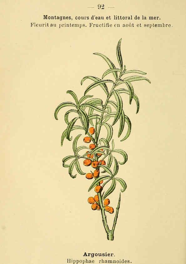 Reproducción/Reproduction 6022587532: Atlas de poche des plantes des champs, des prairies et des bois Paris :P. Klincksieck,[1894] 