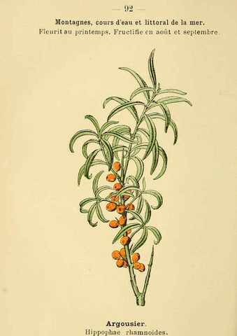 Reproducción/Reproduction 6022587532: Atlas de poche des plantes des champs, des prairies et des bois Paris :P. Klincksieck,[1894] 
