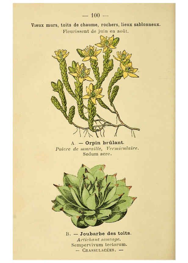 Reproducción/Reproduction 6022033431: Atlas de poche des plantes des champs, des prairies et des bois Paris :P. Klincksieck,[1894] 