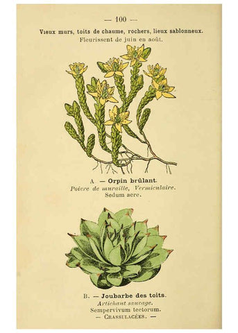 Reproducción/Reproduction 6022033431: Atlas de poche des plantes des champs, des prairies et des bois Paris :P. Klincksieck,[1894] 