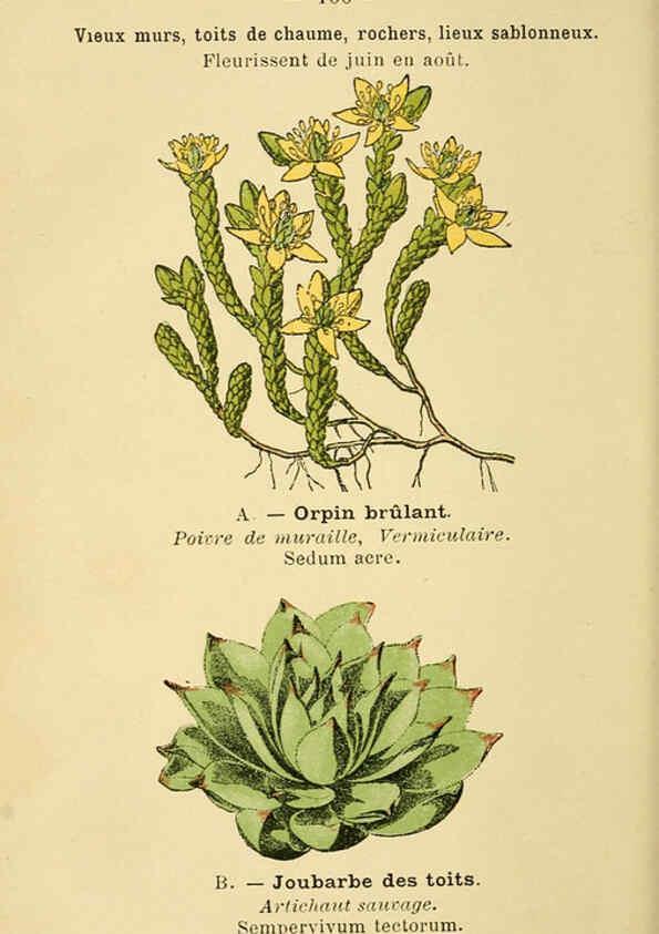 Reproducción/Reproduction 6022033431: Atlas de poche des plantes des champs, des prairies et des bois Paris :P. Klincksieck,[1894] 
