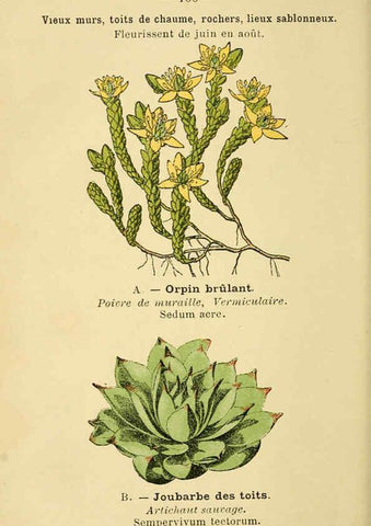 Reproducción/Reproduction 6022033431: Atlas de poche des plantes des champs, des prairies et des bois Paris :P. Klincksieck,[1894] 