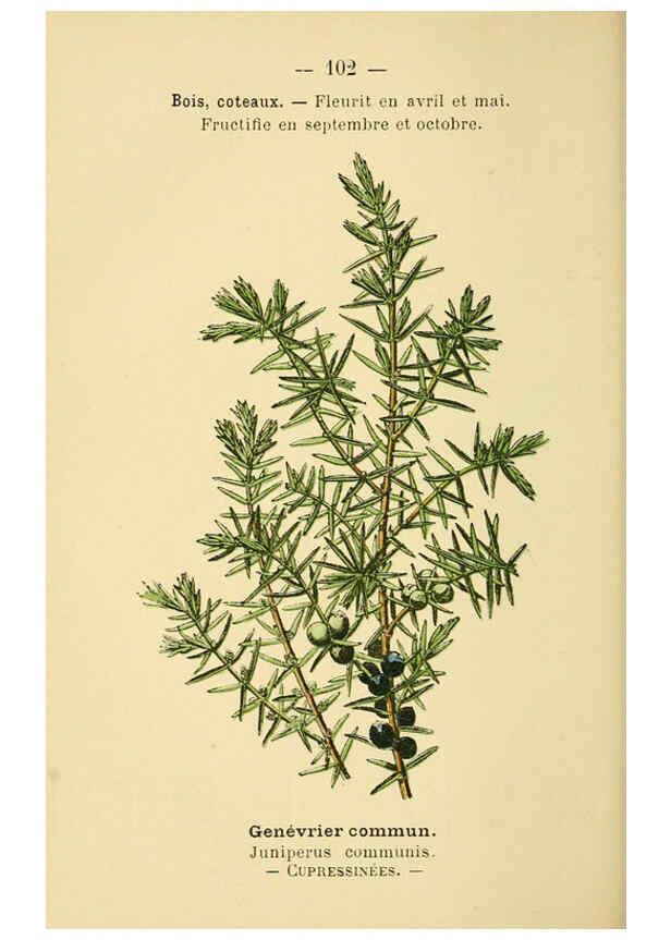 Reproducción/Reproduction 6022591014: Atlas de poche des plantes des champs, des prairies et des bois Paris :P. Klincksieck,[1894] 