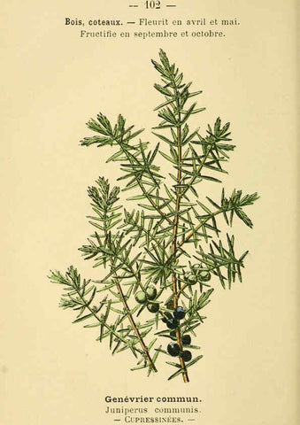 Reproducción/Reproduction 6022591014: Atlas de poche des plantes des champs, des prairies et des bois Paris :P. Klincksieck,[1894] 