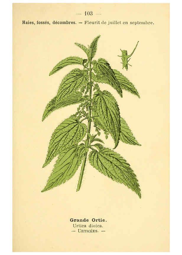 Reproducción/Reproduction 6022591392: Atlas de poche des plantes des champs, des prairies et des bois Paris :P. Klincksieck,[1894] 