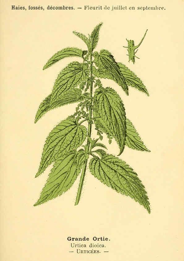 Reproducción/Reproduction 6022591392: Atlas de poche des plantes des champs, des prairies et des bois Paris :P. Klincksieck,[1894] 