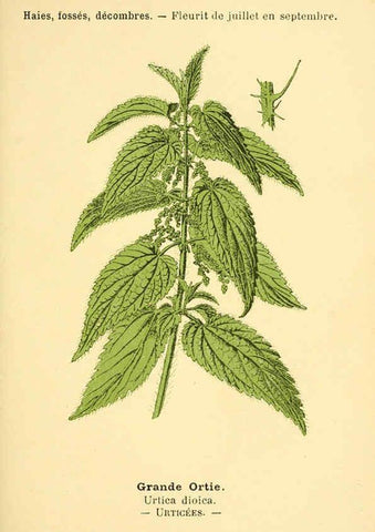 Reproducción/Reproduction 6022591392: Atlas de poche des plantes des champs, des prairies et des bois Paris :P. Klincksieck,[1894] 