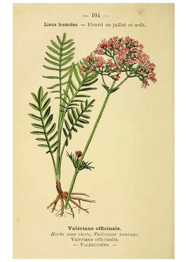 Reproducción/Reproduction 6022591790: Atlas de poche des plantes des champs, des prairies et des bois Paris :P. Klincksieck,[1894] 