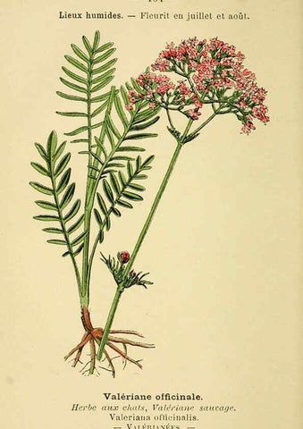 Reproducción/Reproduction 6022591790: Atlas de poche des plantes des champs, des prairies et des bois Paris :P. Klincksieck,[1894] 