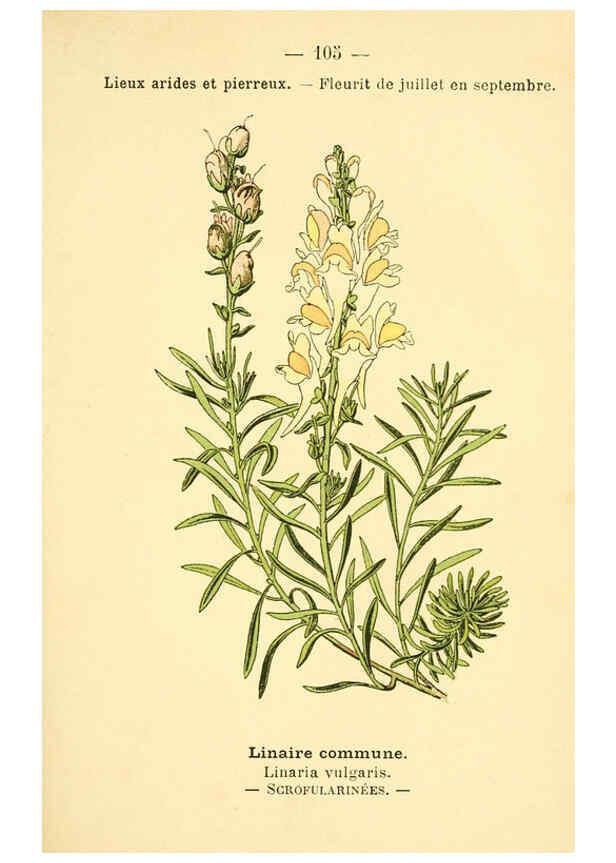 Reproducción/Reproduction 6022035099: Atlas de poche des plantes des champs, des prairies et des bois Paris :P. Klincksieck,[1894] 