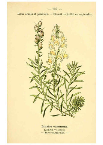 Reproducción/Reproduction 6022035099: Atlas de poche des plantes des champs, des prairies et des bois Paris :P. Klincksieck,[1894] 