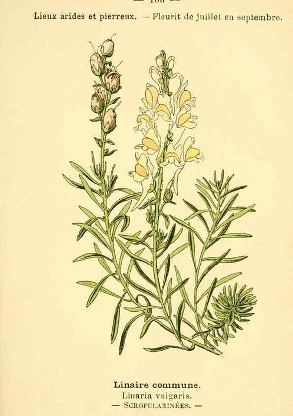 Reproducción/Reproduction 6022035099: Atlas de poche des plantes des champs, des prairies et des bois Paris :P. Klincksieck,[1894] 