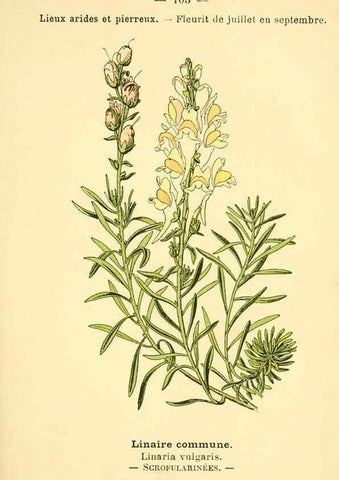 Reproducción/Reproduction 6022035099: Atlas de poche des plantes des champs, des prairies et des bois Paris :P. Klincksieck,[1894] 