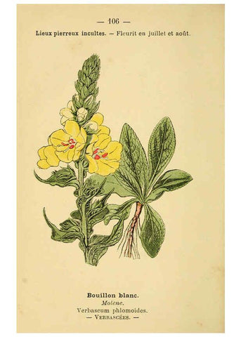 Reproducción/Reproduction 6022035421: Atlas de poche des plantes des champs, des prairies et des bois Paris :P. Klincksieck,[1894] 