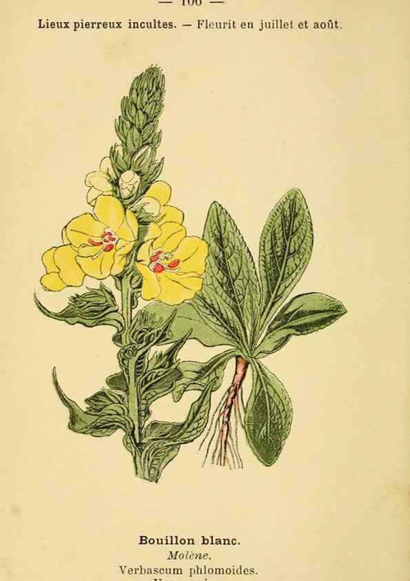 Reproducción/Reproduction 6022035421: Atlas de poche des plantes des champs, des prairies et des bois Paris :P. Klincksieck,[1894] 