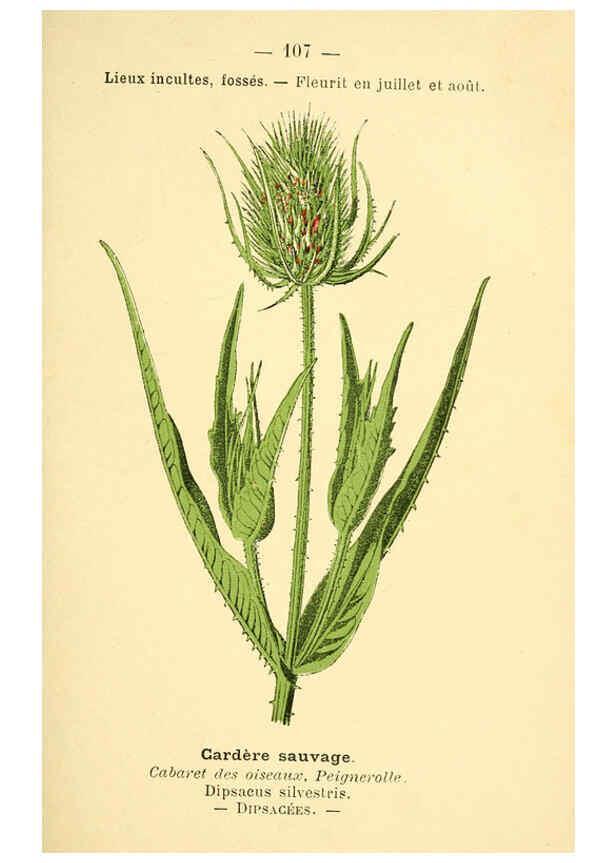 Reproducción/Reproduction 6022592856: Atlas de poche des plantes des champs, des prairies et des bois Paris :P. Klincksieck,[1894] 
