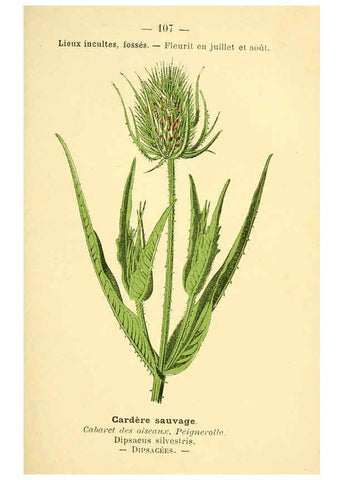 Reproducción/Reproduction 6022592856: Atlas de poche des plantes des champs, des prairies et des bois Paris :P. Klincksieck,[1894] 