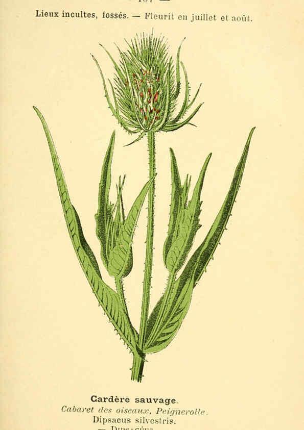 Reproducción/Reproduction 6022592856: Atlas de poche des plantes des champs, des prairies et des bois Paris :P. Klincksieck,[1894] 