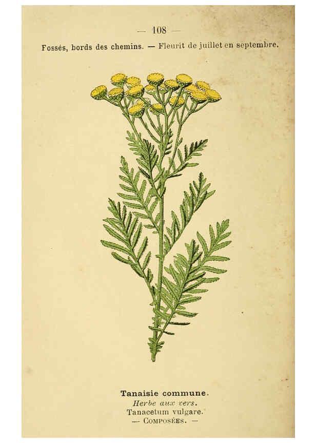 Reproducción/Reproduction 6022035971: Atlas de poche des plantes des champs, des prairies et des bois Paris :P. Klincksieck,[1894] 