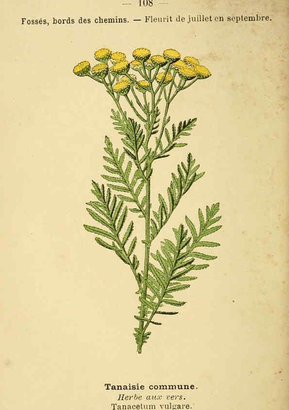 Reproducción/Reproduction 6022035971: Atlas de poche des plantes des champs, des prairies et des bois Paris :P. Klincksieck,[1894] 