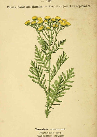 Reproducción/Reproduction 6022035971: Atlas de poche des plantes des champs, des prairies et des bois Paris :P. Klincksieck,[1894] 