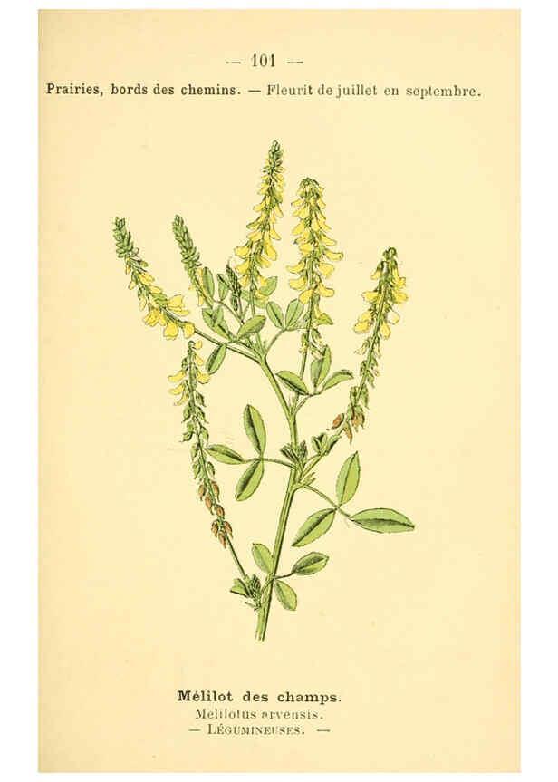 Reproducción/Reproduction 6022033753: Atlas de poche des plantes des champs, des prairies et des bois Paris :P. Klincksieck,[1894] 