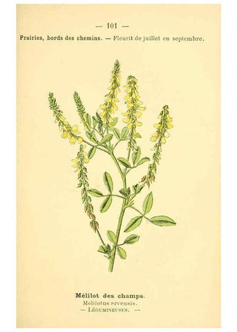 Reproducción/Reproduction 6022033753: Atlas de poche des plantes des champs, des prairies et des bois Paris :P. Klincksieck,[1894] 
