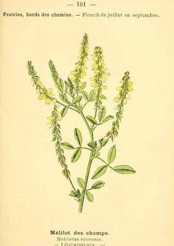 Reproducción/Reproduction 6022033753: Atlas de poche des plantes des champs, des prairies et des bois Paris :P. Klincksieck,[1894] 