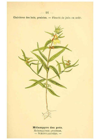 Reproducción/Reproduction 6022587268: Atlas de poche des plantes des champs, des prairies et des bois Paris :P. Klincksieck,[1894] 