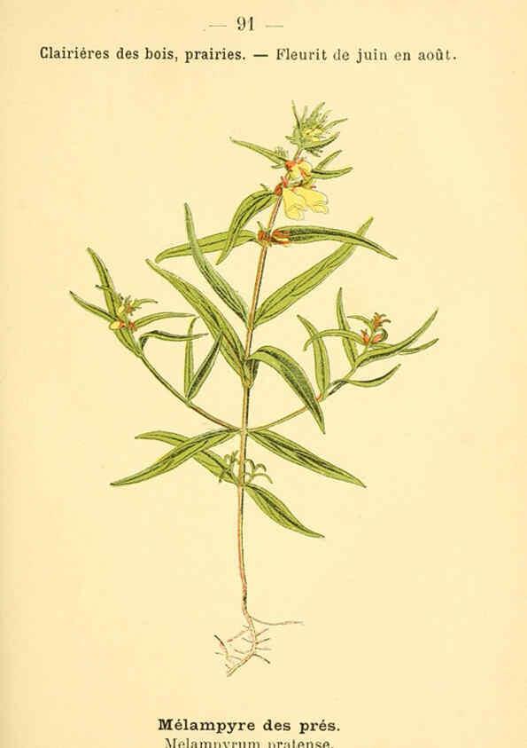 Reproducción/Reproduction 6022587268: Atlas de poche des plantes des champs, des prairies et des bois Paris :P. Klincksieck,[1894] 