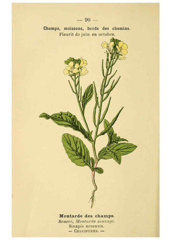 Reproducción/Reproduction 6022030249: Atlas de poche des plantes des champs, des prairies et des bois Paris :P. Klincksieck,[1894] 