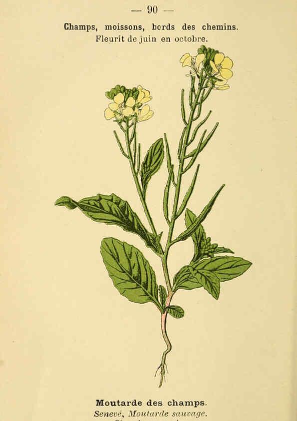 Reproducción/Reproduction 6022030249: Atlas de poche des plantes des champs, des prairies et des bois Paris :P. Klincksieck,[1894] 