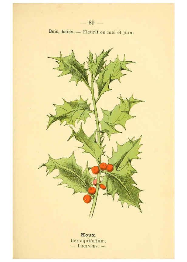 Reproducción/Reproduction 6022029831: Atlas de poche des plantes des champs, des prairies et des bois Paris :P. Klincksieck,[1894] 