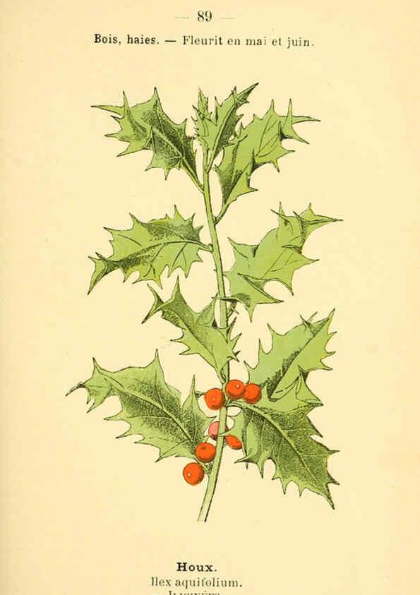 Reproducción/Reproduction 6022029831: Atlas de poche des plantes des champs, des prairies et des bois Paris :P. Klincksieck,[1894] 