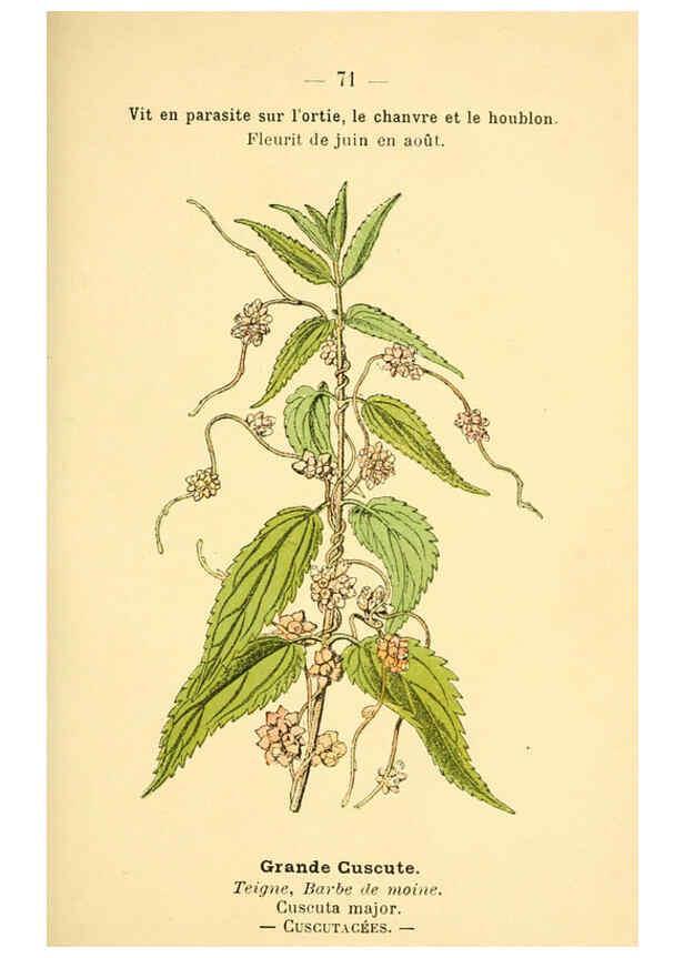 Reproducción/Reproduction 6022567110: Atlas de poche des plantes des champs, des prairies et des bois Paris :P. Klincksieck,[1894] 