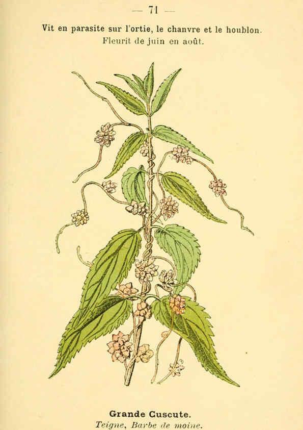 Reproducción/Reproduction 6022567110: Atlas de poche des plantes des champs, des prairies et des bois Paris :P. Klincksieck,[1894] 