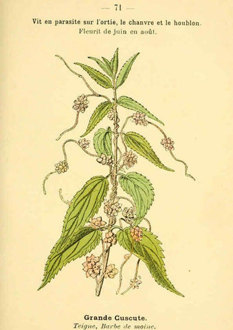 Reproducción/Reproduction 6022567110: Atlas de poche des plantes des champs, des prairies et des bois Paris :P. Klincksieck,[1894] 