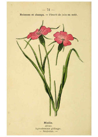 Reproducción/Reproduction 6022567338: Atlas de poche des plantes des champs, des prairies et des bois Paris :P. Klincksieck,[1894] 
