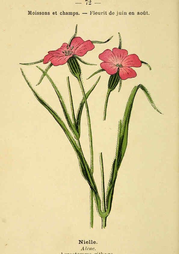 Reproducción/Reproduction 6022567338: Atlas de poche des plantes des champs, des prairies et des bois Paris :P. Klincksieck,[1894] 