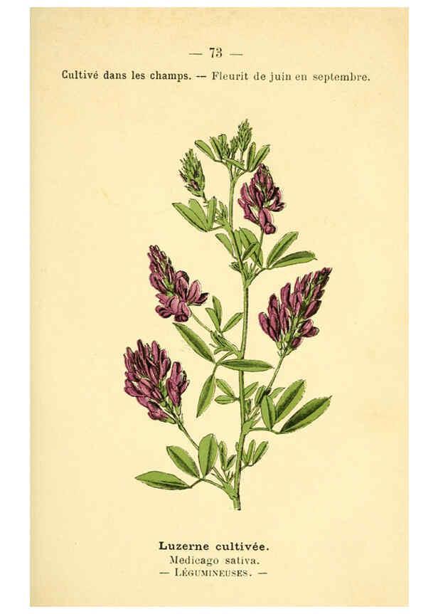 Reproducción/Reproduction 6022010957: Atlas de poche des plantes des champs, des prairies et des bois Paris :P. Klincksieck,[1894] 