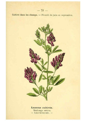 Reproducción/Reproduction 6022010957: Atlas de poche des plantes des champs, des prairies et des bois Paris :P. Klincksieck,[1894] 