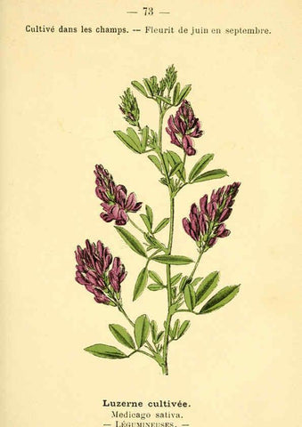 Reproducción/Reproduction 6022010957: Atlas de poche des plantes des champs, des prairies et des bois Paris :P. Klincksieck,[1894] 