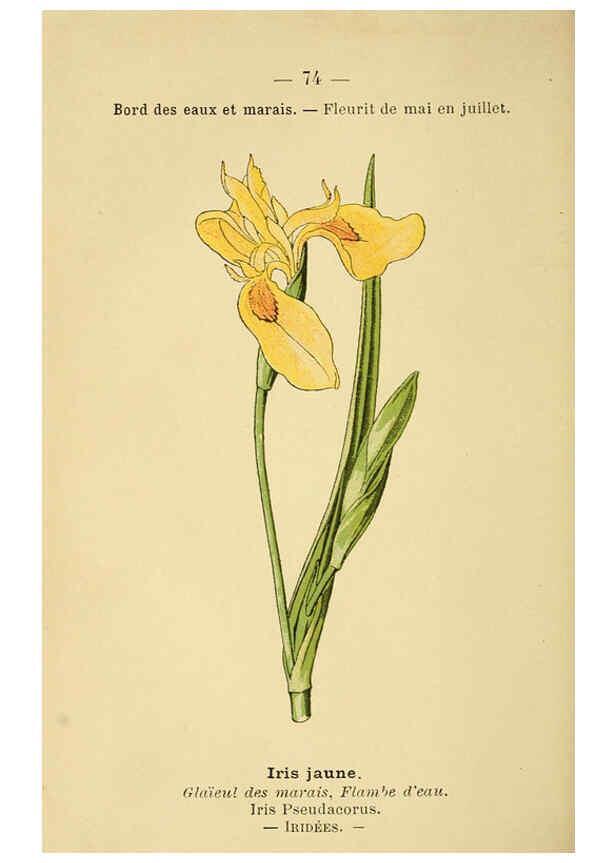 Reproducción/Reproduction 6022581444: Atlas de poche des plantes des champs, des prairies et des bois Paris :P. Klincksieck,[1894] 