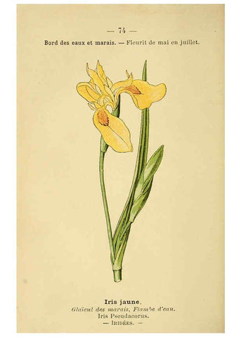 Reproducción/Reproduction 6022581444: Atlas de poche des plantes des champs, des prairies et des bois Paris :P. Klincksieck,[1894] 