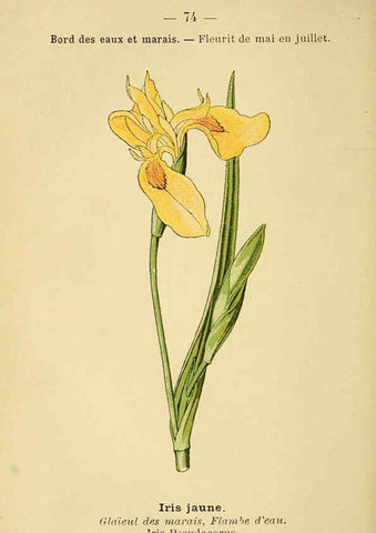 Reproducción/Reproduction 6022581444: Atlas de poche des plantes des champs, des prairies et des bois Paris :P. Klincksieck,[1894] 