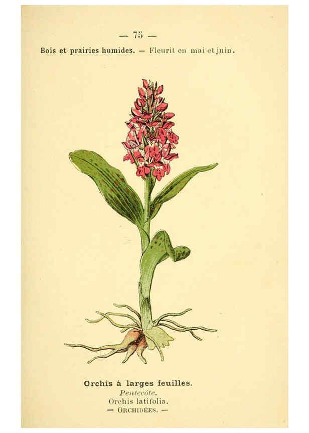 Reproducción/Reproduction 6022581810: Atlas de poche des plantes des champs, des prairies et des bois Paris :P. Klincksieck,[1894] 