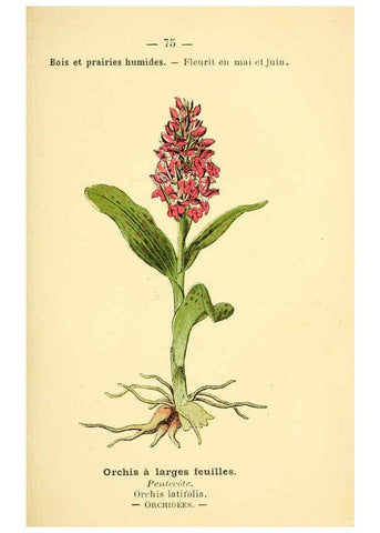 Reproducción/Reproduction 6022581810: Atlas de poche des plantes des champs, des prairies et des bois Paris :P. Klincksieck,[1894] 