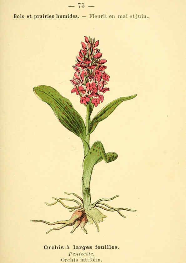 Reproducción/Reproduction 6022581810: Atlas de poche des plantes des champs, des prairies et des bois Paris :P. Klincksieck,[1894] 