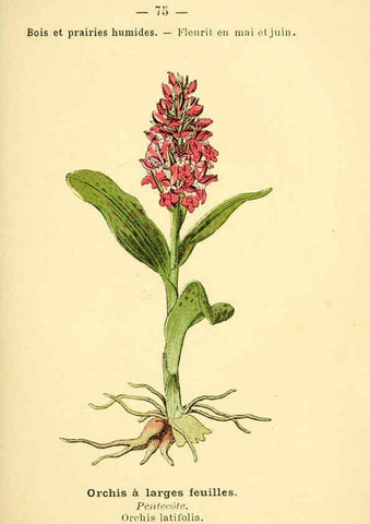 Reproducción/Reproduction 6022581810: Atlas de poche des plantes des champs, des prairies et des bois Paris :P. Klincksieck,[1894] 